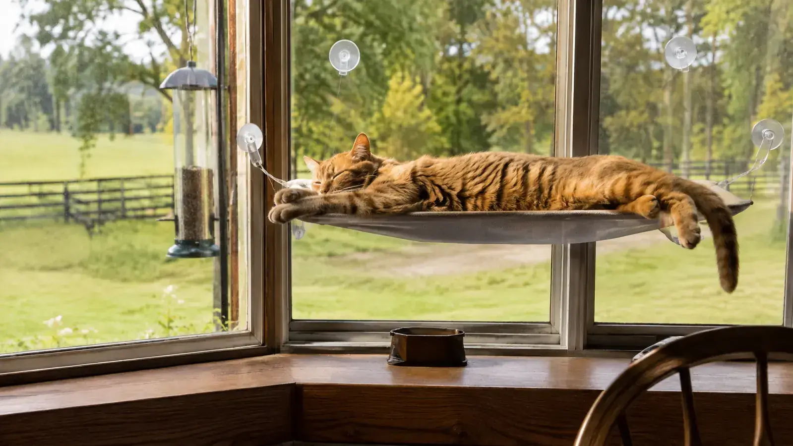 Orange tabby cat sunning on a window perch overlooking a bird feeder in an old farmhouse kitchen
