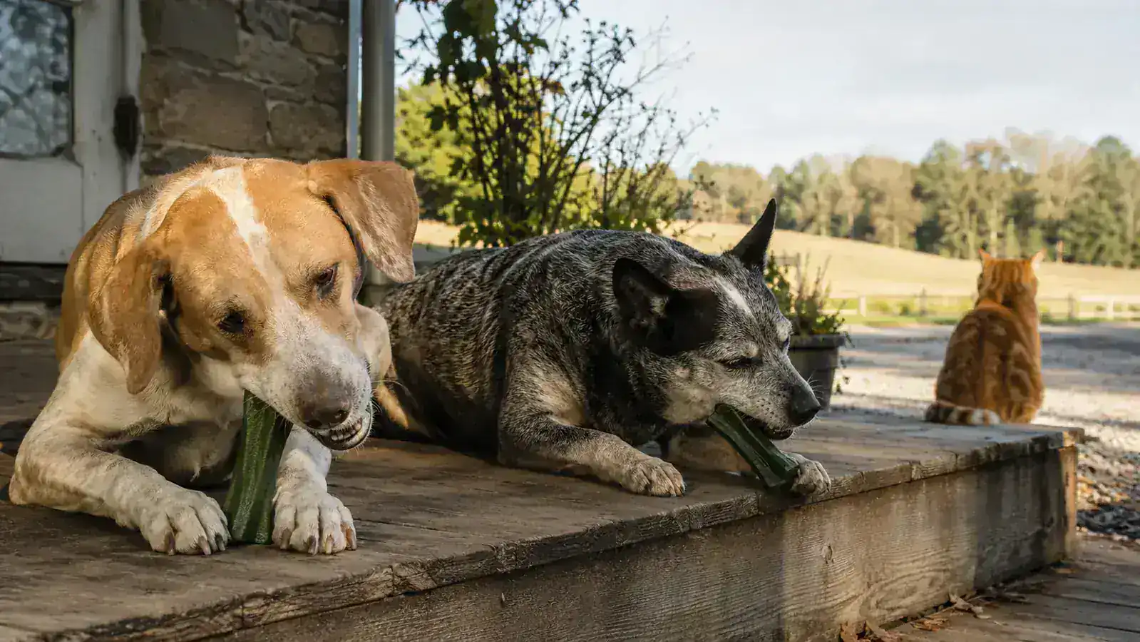 A Lab and hound mix and a Cattle Dog mix sitting on a farmhouse porch step, both chewing green dental treats