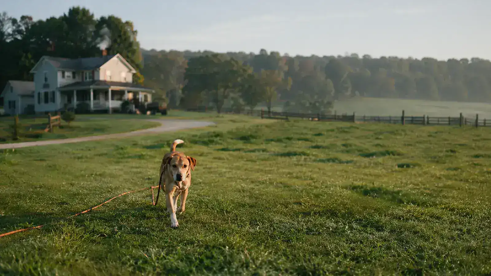 Lab and hound mix standing in an open field at the end of a long training line, morning light behind him