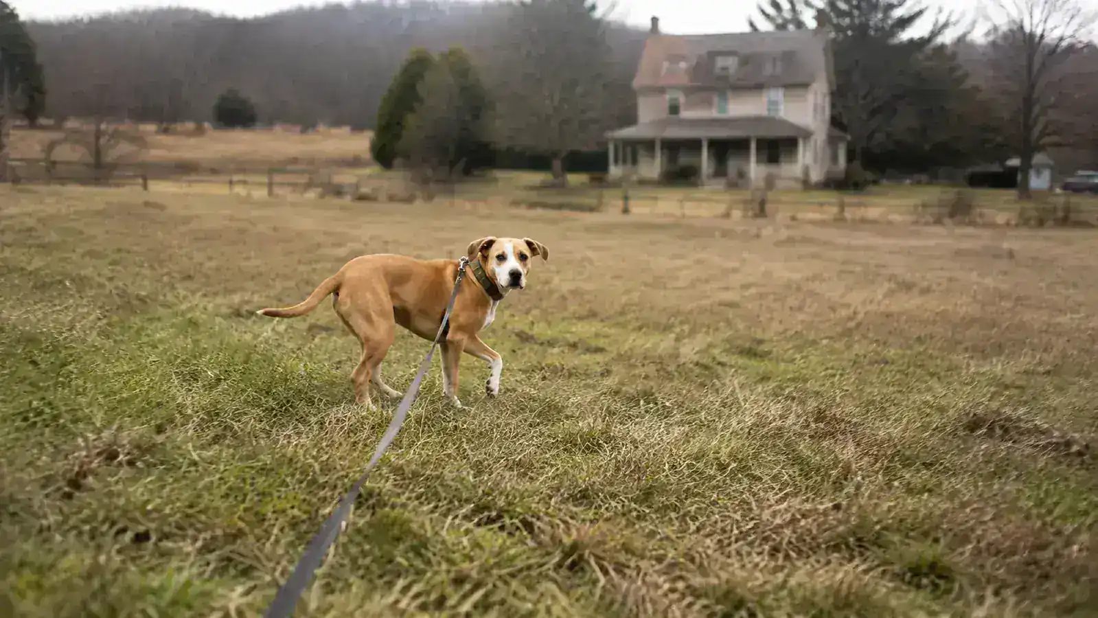 A dog standing at the far end of a taut long line in an open field, mid-recall