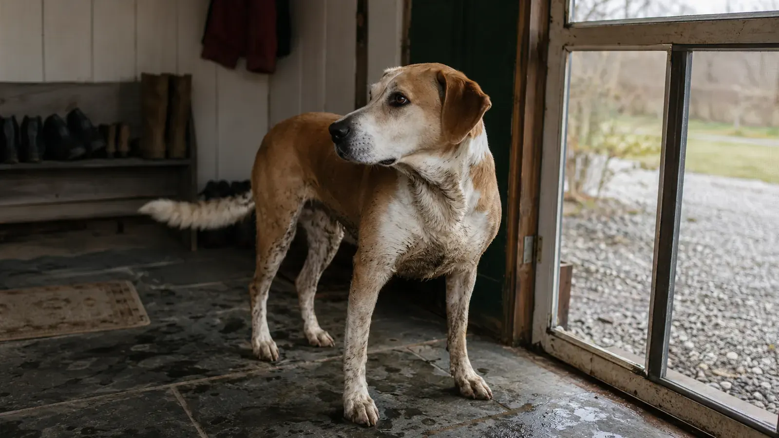 A muddy Lab and hound mix waiting by a farmhouse mudroom door during a wet, overcast mud season morning